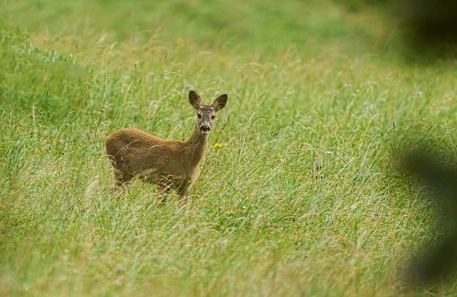 Free download roe deer nature summer walk forest free picture to be edited with GIMP free online image editor