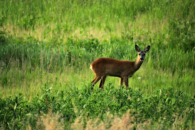Free download Roe Deer Wild Nature -  free photo or picture to be edited with GIMP online image editor