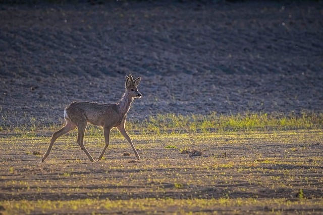 Free download roe nature animal mammal wild free picture to be edited with GIMP free online image editor