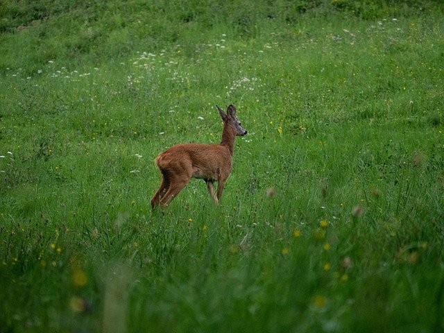 Free download Roe Nature Grass -  free photo or picture to be edited with GIMP online image editor