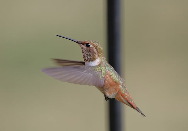 Free download rofous hummingbird bird nature free picture to be edited with GIMP free online image editor