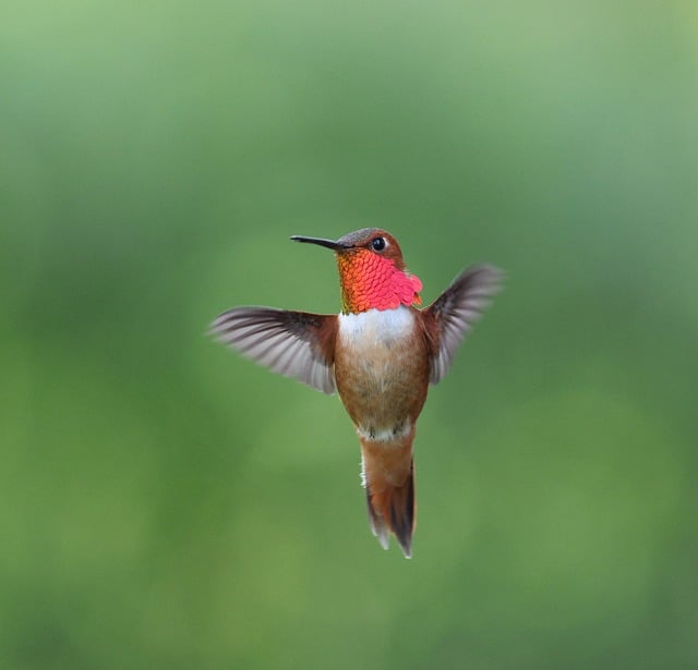 Free download rofous male bird nature wildlife free picture to be edited with GIMP free online image editor