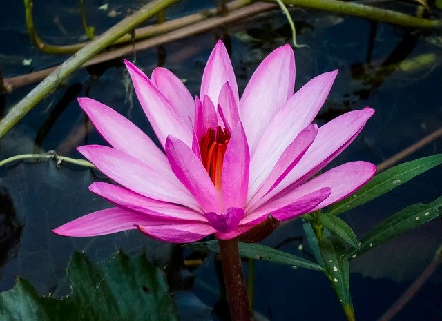 Téléchargement gratuit de Romance Flora Lotus - photo ou image gratuite à modifier avec l'éditeur d'images en ligne GIMP