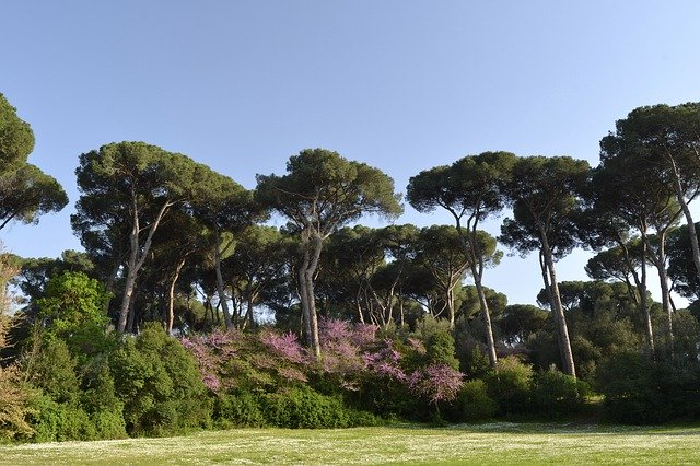 Descărcare gratuită Roma Villa Ada Pini - fotografie sau imagine gratuită pentru a fi editată cu editorul de imagini online GIMP