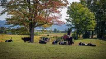 Free download romulus-cows-2016-09-15-burkholder free photo or picture to be edited with GIMP online image editor