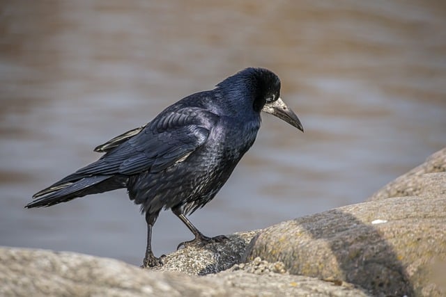 Free download rook bird sea corvus frugilegus free picture to be edited with GIMP free online image editor