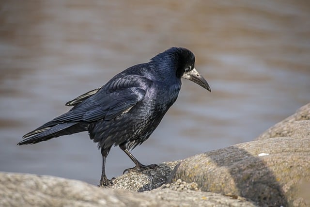 הורדה חינם של ציפור צריח ים corvus frugilegus תמונה בחינם לעריכה עם עורך תמונות מקוון בחינם של GIMP