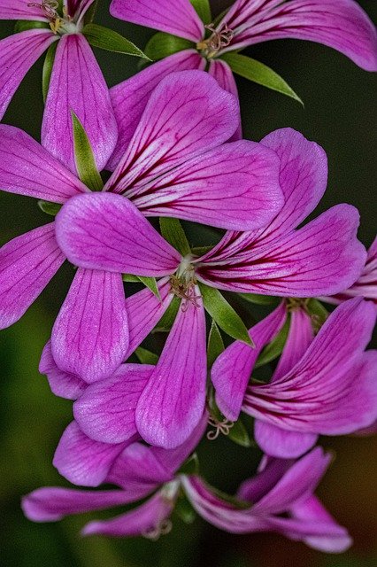 Muat turun Percuma Room Flower Close-Up - foto atau gambar percuma untuk diedit dengan editor imej dalam talian GIMP