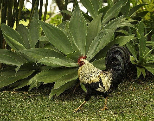 Unduh gratis Rooster Bird Feral Animal - foto atau gambar gratis untuk diedit dengan editor gambar online GIMP