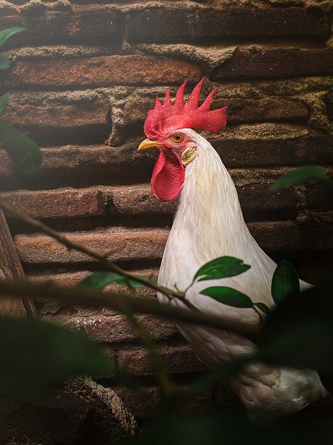 Free download rooster bird ornithology species free picture to be edited with GIMP free online image editor