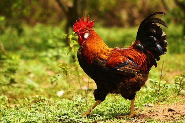 Kostenloser Download Rooster Bird Poultry - kostenloses Foto oder Bild zur Bearbeitung mit GIMP Online-Bildbearbeitung