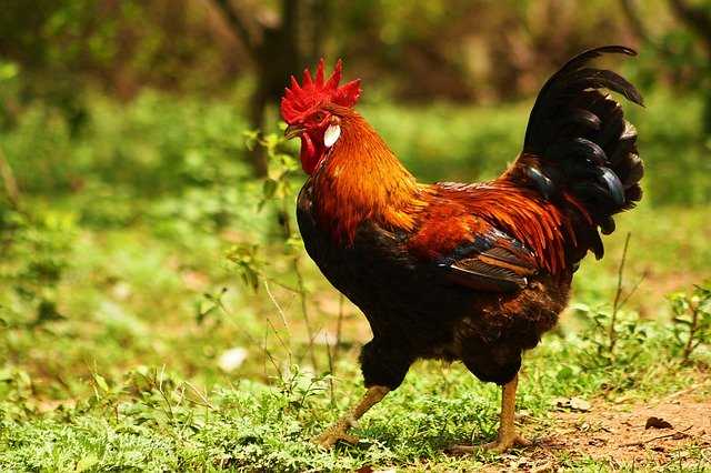 ດາວ​ໂຫຼດ​ຟຣີ Rooster Bird Poultry - ຮູບ​ພາບ​ຟຣີ​ຫຼື​ຮູບ​ພາບ​ທີ່​ຈະ​ໄດ້​ຮັບ​ການ​ແກ້​ໄຂ​ກັບ GIMP ອອນ​ໄລ​ນ​໌​ບັນ​ນາ​ທິ​ການ​ຮູບ​ພາບ​