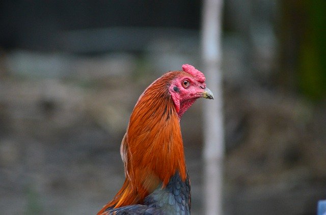 Descărcare gratuită Rooster Chicken Animal - fotografie sau imagini gratuite pentru a fi editate cu editorul de imagini online GIMP