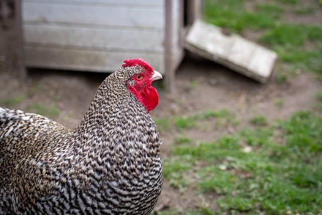 Free download rooster chicken bird chicken breed free picture to be edited with GIMP free online image editor