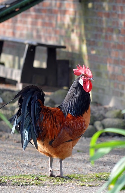 Free download rooster chicken farm yard rural free picture to be edited with GIMP free online image editor