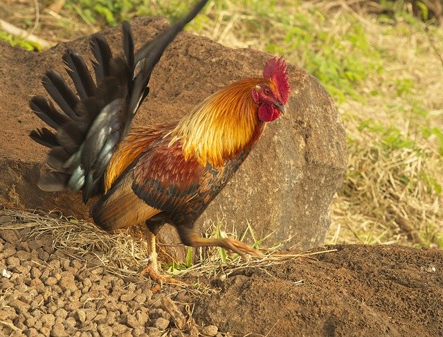 സൗജന്യ ഡൗൺലോഡ് Rooster Chicken Moa - GIMP ഓൺലൈൻ ഇമേജ് എഡിറ്റർ ഉപയോഗിച്ച് എഡിറ്റ് ചെയ്യേണ്ട സൗജന്യ ഫോട്ടോയോ ചിത്രമോ