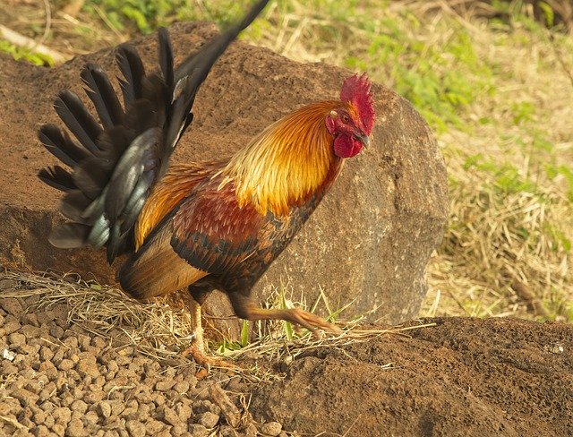 Безкоштовно завантажте Moa Cooster Chicken - безкоштовне фото або зображення для редагування за допомогою онлайн-редактора зображень GIMP