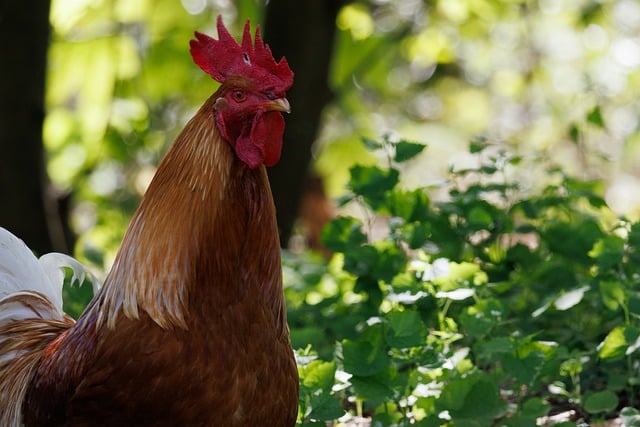 Free download rooster chicken nature farm bird free picture to be edited with GIMP free online image editor