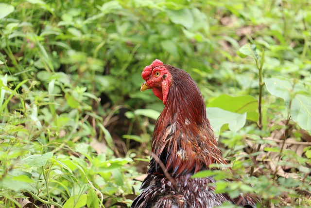 Free download rooster cock cockerel male poultry free picture to be edited with GIMP free online image editor