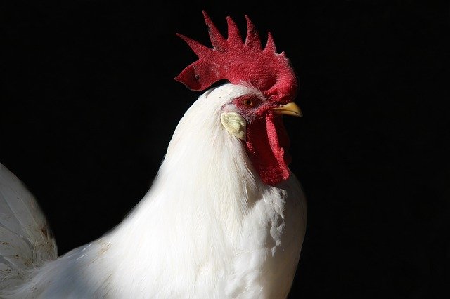 Kostenloser Download Rooster Farm Chicken - kostenloses Foto oder Bild zur Bearbeitung mit GIMP Online-Bildbearbeitung