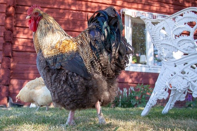 ดาวน์โหลด Rooster Hen Birds ฟรี - ภาพถ่ายหรือรูปภาพที่จะแก้ไขด้วยโปรแกรมแก้ไขรูปภาพออนไลน์ GIMP