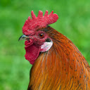 Rooster mao bud  screen for extension Chrome web store in OffiDocs Chromium