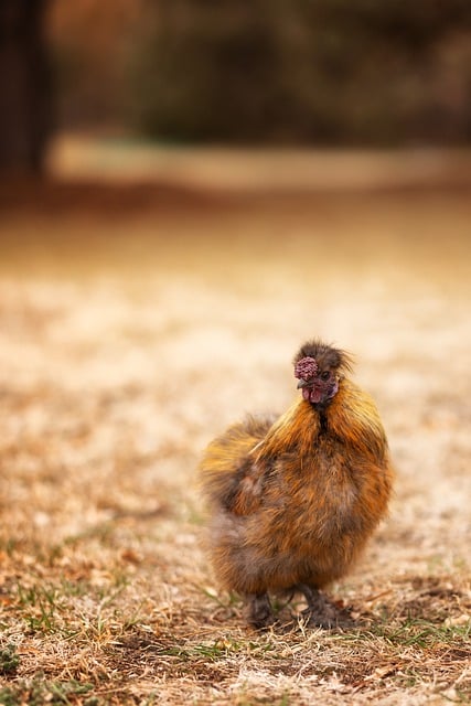 Free download rooster silkie chicken free picture to be edited with GIMP free online image editor
