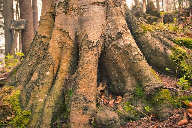 Скачать бесплатно Root Hobby Fantasy - бесплатное фото или изображение для редактирования с помощью онлайн-редактора изображений GIMP