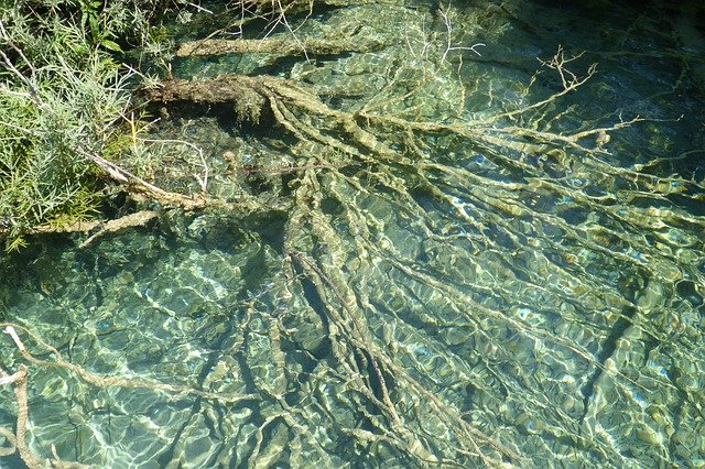 Free download Root Roots Underwater -  free photo or picture to be edited with GIMP online image editor