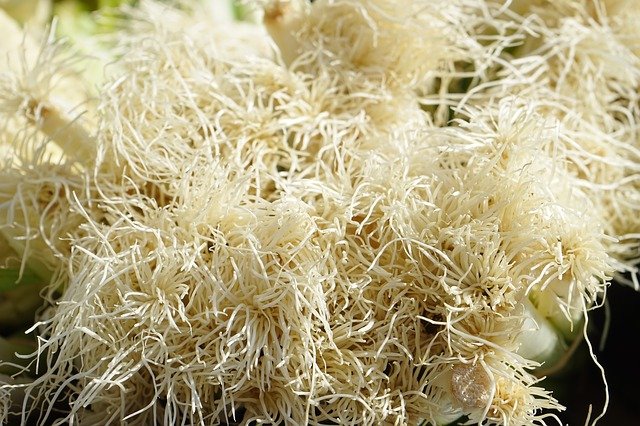 Free download root spring onions vegetables free picture to be edited with GIMP free online image editor