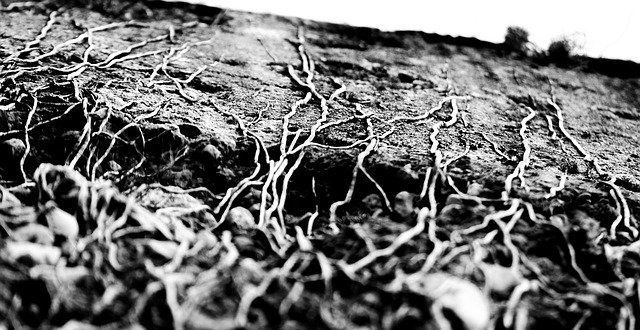 Free download Root Stone Stones -  free photo or picture to be edited with GIMP online image editor