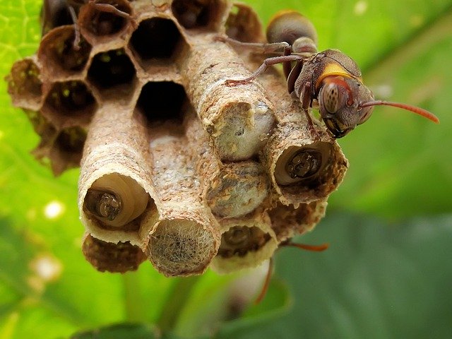 Kostenloser Download Ropalidia Paper Wasp Nest - kostenloses Foto oder Bild zur Bearbeitung mit GIMP Online-Bildbearbeitung