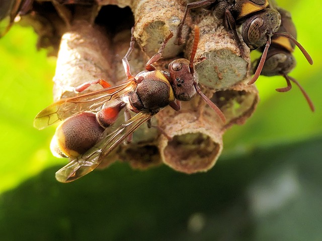 Free download ropalidia paper wasp south africa free picture to be edited with GIMP free online image editor
