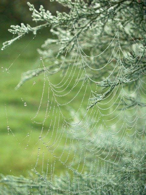 Free download Rosa Autumn Cobweb -  free photo or picture to be edited with GIMP online image editor