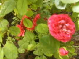 Free download Rosa Canina free photo or picture to be edited with GIMP online image editor