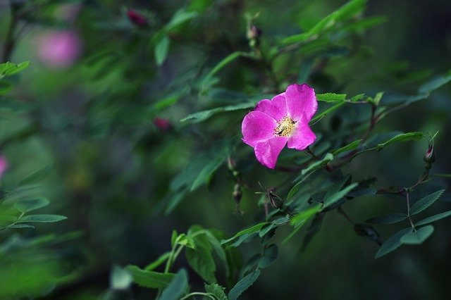 Descarga gratuita Rosaceae Rosa Roses - foto o imagen gratuita para editar con el editor de imágenes en línea GIMP