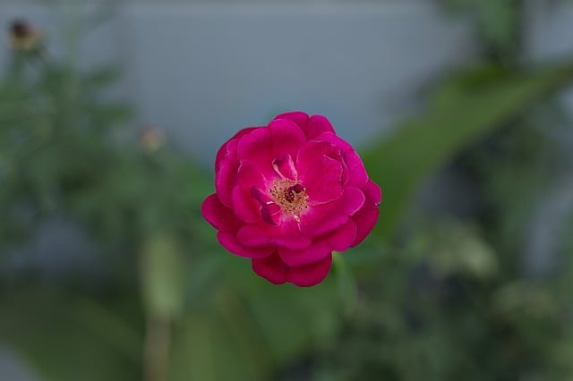 Free download rosa chinensis china rose free picture to be edited with GIMP free online image editor