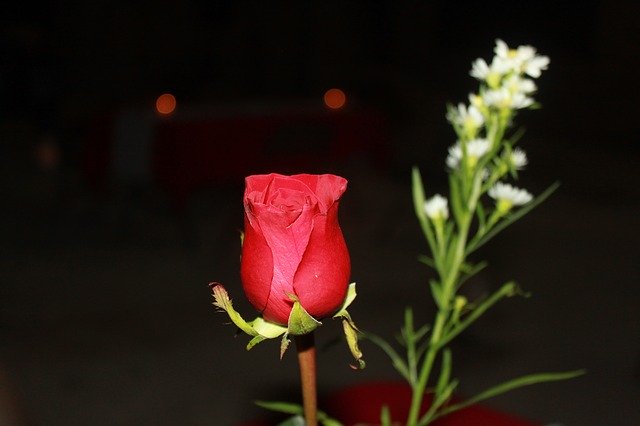 Free download Rosa Dinner Night -  free photo or picture to be edited with GIMP online image editor