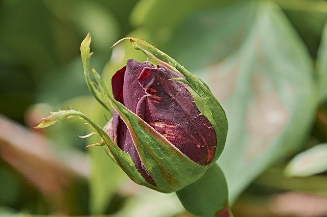 Download gratuito Rosa Flower Flowers - foto o immagine gratuita da modificare con l'editor di immagini online di GIMP