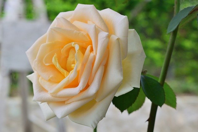 Descarga gratuita Rosa Flowers Petal: foto o imagen gratuita para editar con el editor de imágenes en línea GIMP
