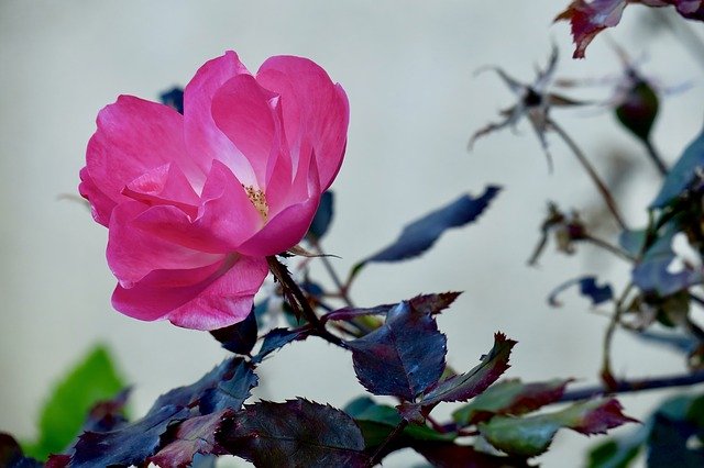 Download gratuito Rosa Flowers Rose - foto o immagine gratuita da modificare con l'editor di immagini online di GIMP
