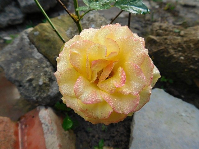 تنزيل Rosa Flower Yellow - صورة مجانية أو صورة مجانية ليتم تحريرها باستخدام محرر الصور عبر الإنترنت GIMP