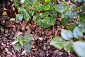 Free download Rosaleda de Cervantes (22/05/15) free photo or picture to be edited with GIMP online image editor