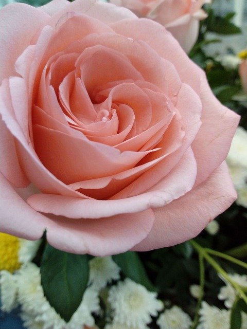 Free download Rosa Love Peace -  free photo or picture to be edited with GIMP online image editor