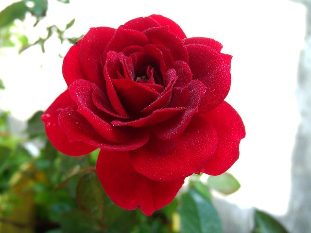 Download gratuito Rosa Plants Flower - foto o immagine gratuita da modificare con l'editor di immagini online di GIMP