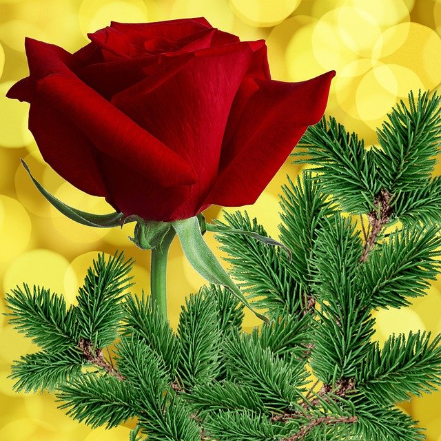 Free download Rosa Red Pine -  free illustration to be edited with GIMP free online image editor