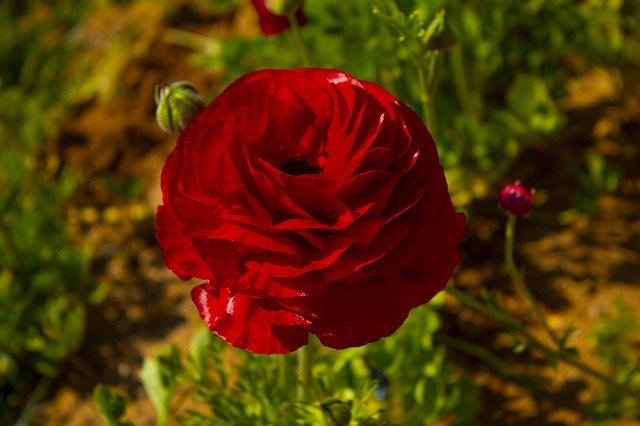 Free download Rosa Red Roses -  free photo or picture to be edited with GIMP online image editor
