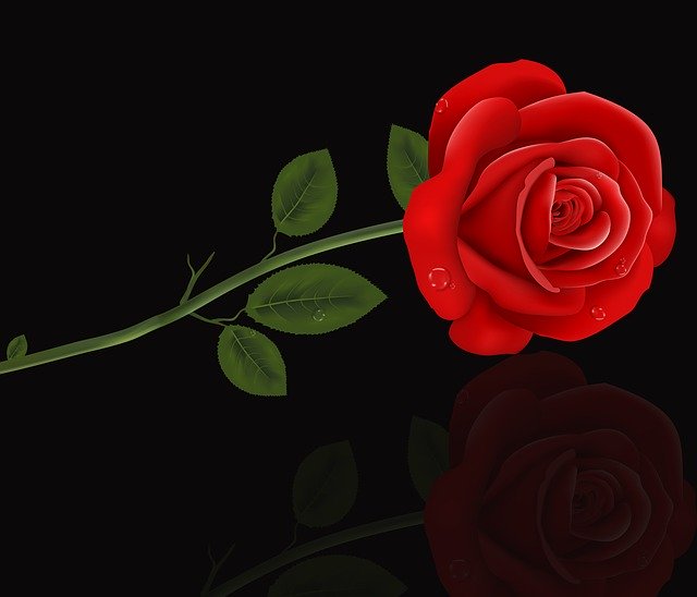 Free download Rosa Romantic Flower -  free illustration to be edited with GIMP free online image editor