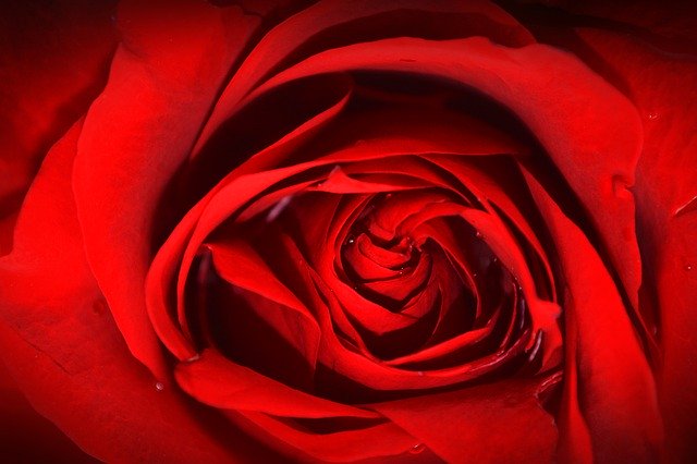 Rosa Texture Red を無料ダウンロード - GIMP オンライン画像エディターで編集できる無料の写真または画像
