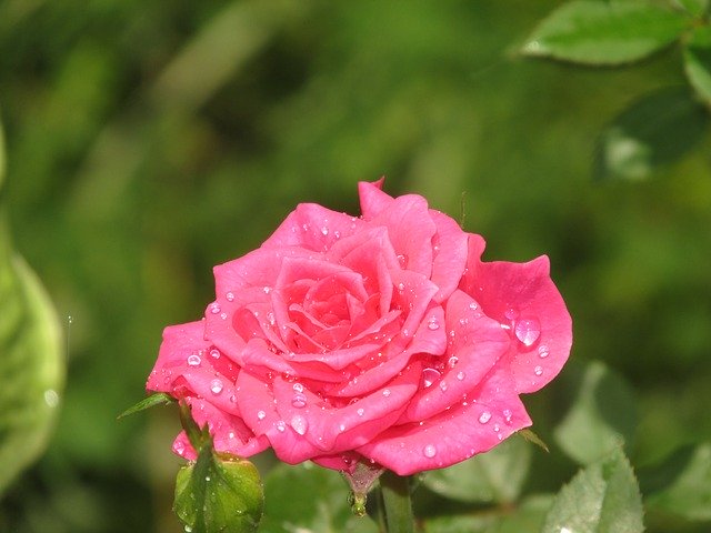 Gratis download Rosa Water - gratis foto of afbeelding om te bewerken met GIMP online afbeeldingseditor